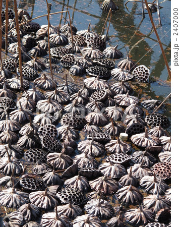 沢山の蓮の実 2407000