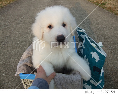 子犬 グレートピレニーズ 犬の写真素材 子犬 グレートピレニーズ 犬の写真素材