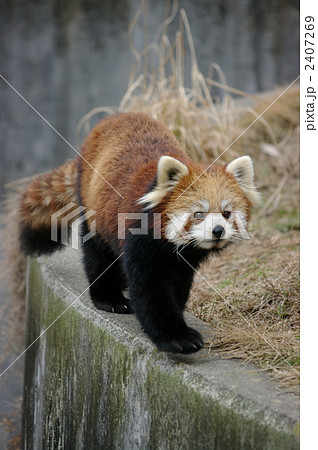 レッサーパンダ 2407269