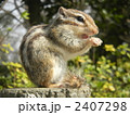 2407298