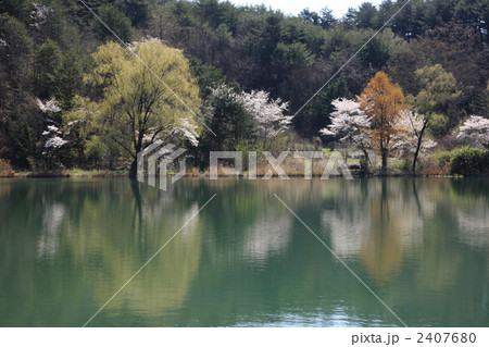 田溝池の桜の写真素材