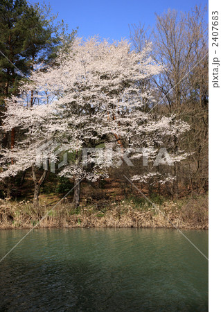 田溝池の桜 田溝池の桜 2407683