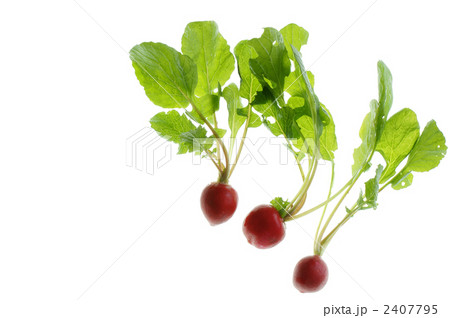 ラディッシュ 2407795