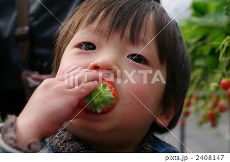 いちご狩り いちご狩り 2408147
