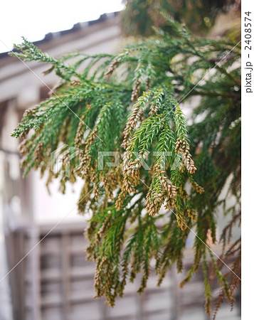 杉の花 スギ花粉 雄花  2408574