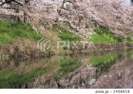 皇居外濠の桜 皇居外濠の桜 2408658