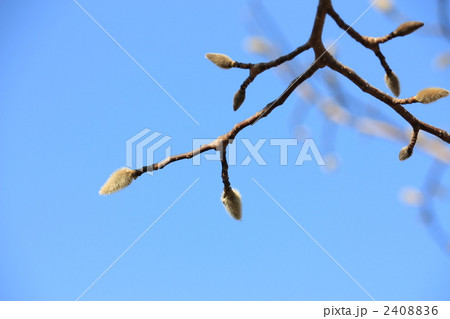 春を待つコブシの花芽 2408836