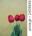 チューリップ 2408840