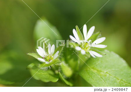 ハコベ・・春到来 2409847