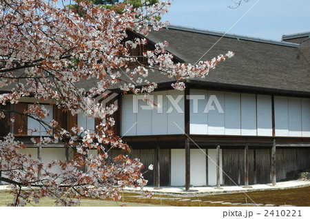 桂離宮の山桜 2410221