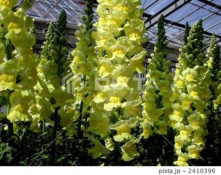 キンギョソウ キンギョソウ 2410396