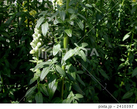 キンギョソウの葉 キンギョソウの葉 2410397