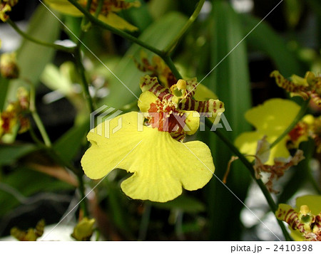 洋ラン 洋ラン 2410398