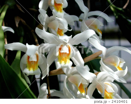 洋ラン 洋ラン 2410401