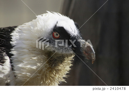 髭鷲 2410478