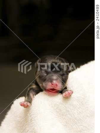 チワワパピー 2410489