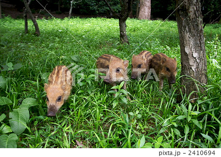 ウリボウ 2410694