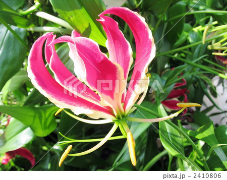 グロリオサ 2410806