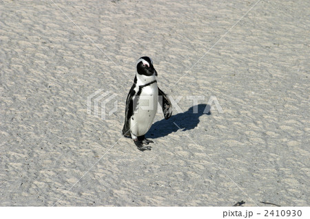 ペンギン 2410930