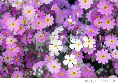 芝桜 2411112