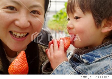 いちご狩り親子 2411167