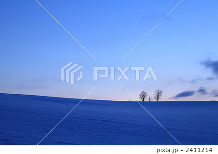 親子の木 2411214