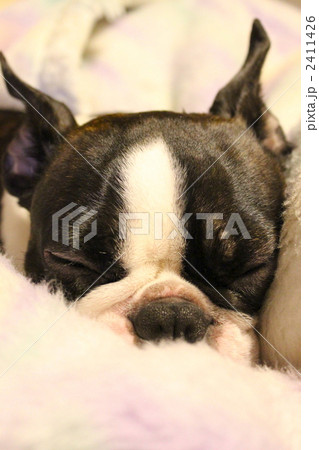 すやすやお昼寝中 2411426