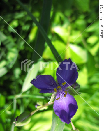 紫つゆ草 2412135