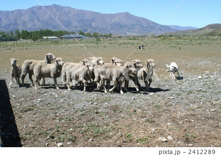 羊を追う牧羊犬  ニュージーランド 羊を追う牧羊犬  ニュージーランド 2412289