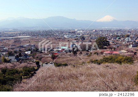 曽我梅林 2412296