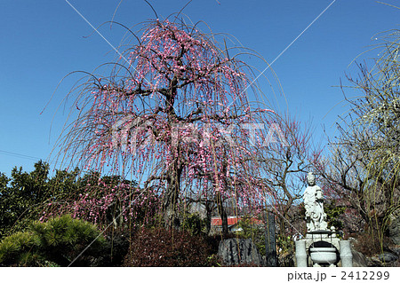 法蓮寺しだれ梅 2412299