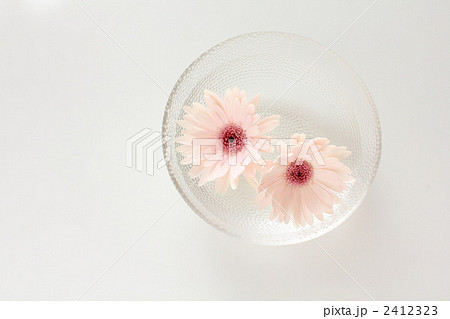 ガーベラ ガーベラ 2412323