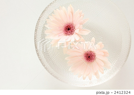 ガーベラ 2412324