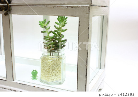 ガラスケースの中の多肉植物 2412393