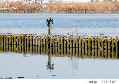 荒川の雪景色と柵の上で休憩する野鳥 荒川の雪景色と柵の上で休憩する野鳥 2412507