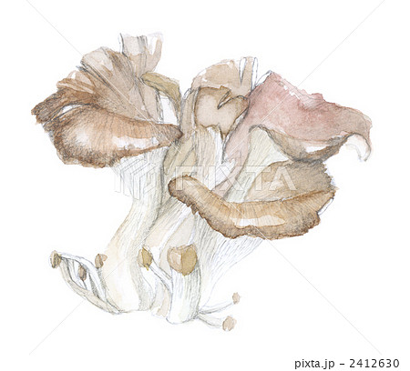 まいたけ まいたけ 2412630