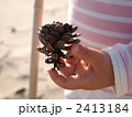 まつぼっくりひろった 2413184