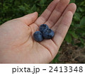 blueberry 2413348