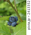 ｂｌｕｅｂｅｒｒｙ 2413352