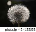 タンポポの綿毛 2413355