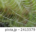 蜘蛛の巣に雫 2413379