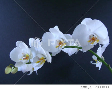 胡蝶蘭 胡蝶蘭 2413633