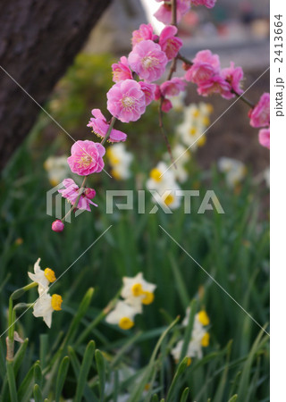 紅梅と日本水仙 縦位置 紅梅と日本水仙 縦位置 2413664