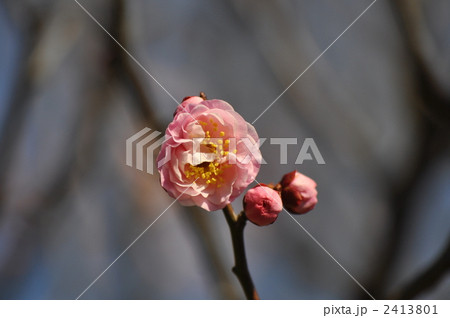 大阪城公園の梅 2413801