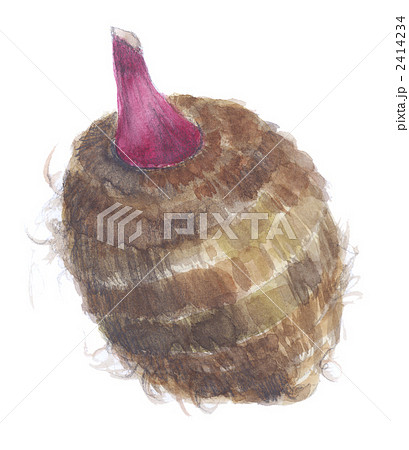 赤芽芋 セレベス 赤芽芋 セレベス 2414234