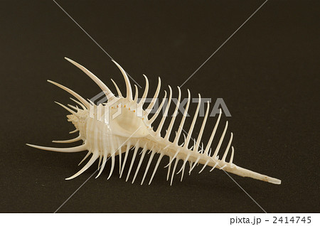 ホネガイ 2414745