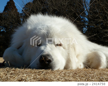 グレートピレニーズ 超大型犬 寝てるの写真素材