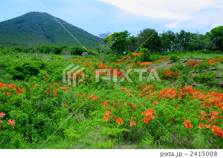 初夏の八甲田・田代平湿原 2415008