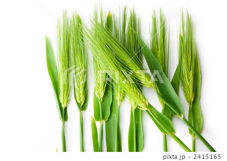麦穂 2415165