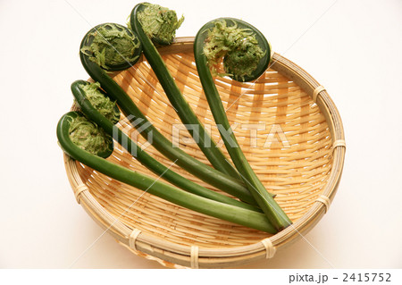 青こごみ 青こごみ 2415752